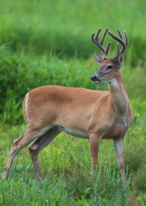 Deer Dissuader